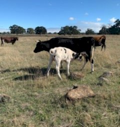 3 Cows with Calves at foot
