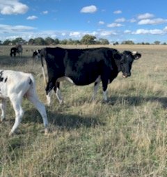 3 Cows with Calves at foot