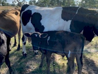 3 Cows with Calves at foot