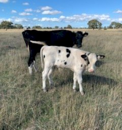 3 Cows with Calves at foot