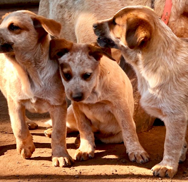 Purebred Australian Red Cattle Dog Pups
