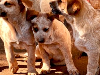 Purebred Australian Red Cattle Dog Pups