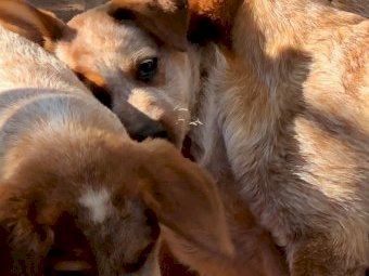 Purebred Australian Red Cattle Dog Pups