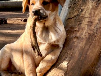 Purebred Australian Red Cattle Dog Pups