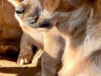 Purebred Australian Red Cattle Dog Pups