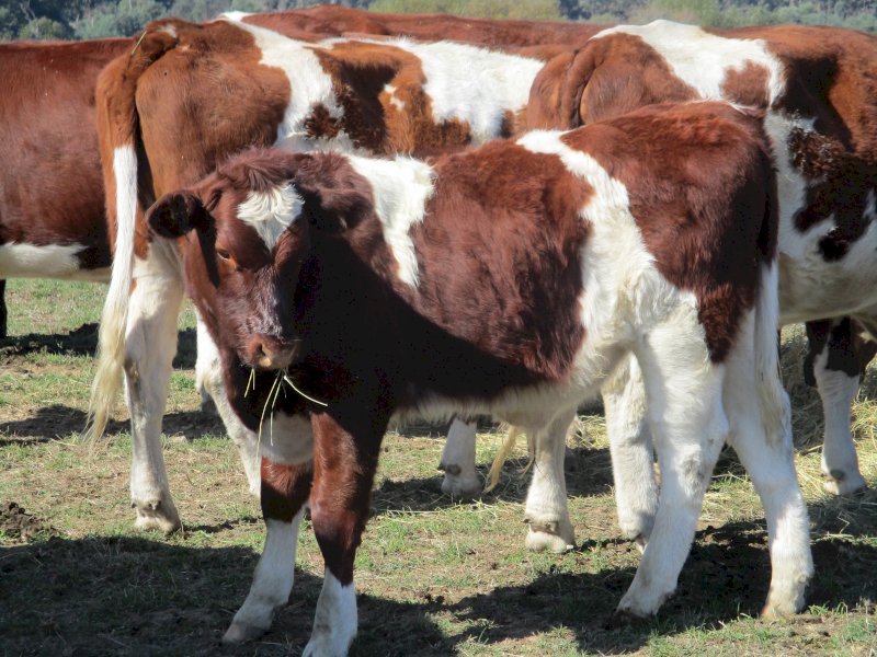 11 Maine-Anjou / shorthorn  cross Weaner Steers