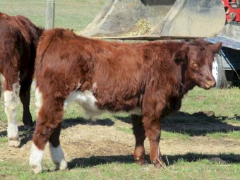 11 Maine-Anjou / shorthorn  cross Weaner Steers
