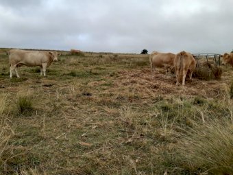 47 Mixed age Cows/Heifers in Calf or Calves at foot