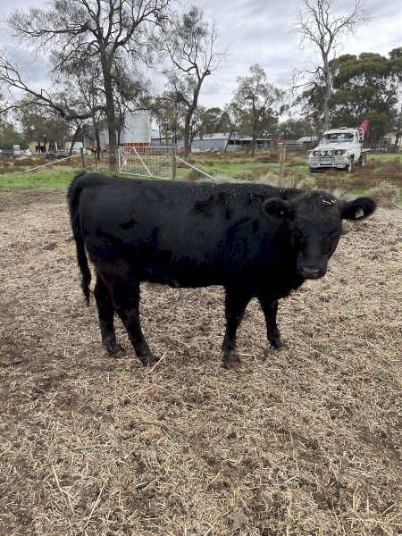 Black Square Meater Heifer