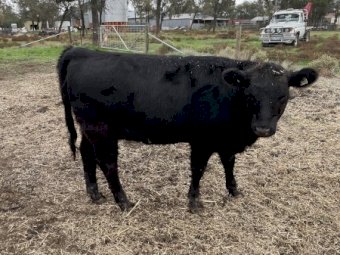 Black Square Meater Heifer