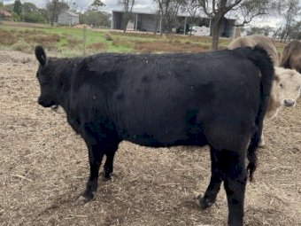 Black Square Meater Heifer