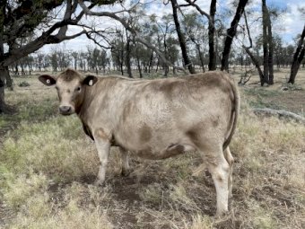 Murray Grey / Square Meater Breeding Cows x 4 