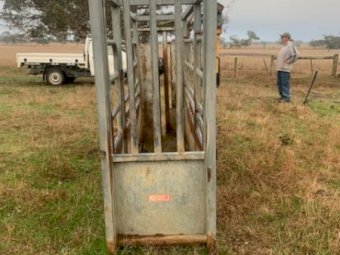 Norton Cattle Crush