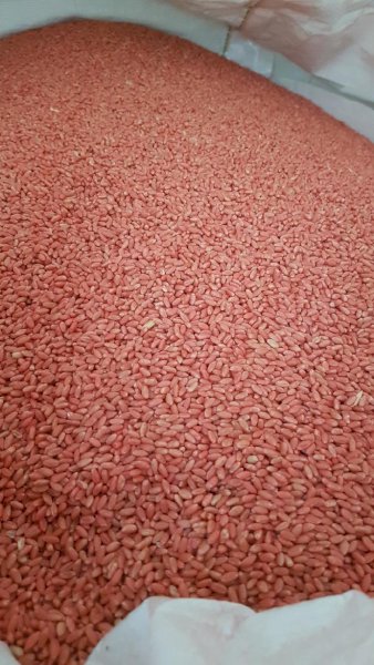 1.25mt Kittyhawk Seed Wheat
