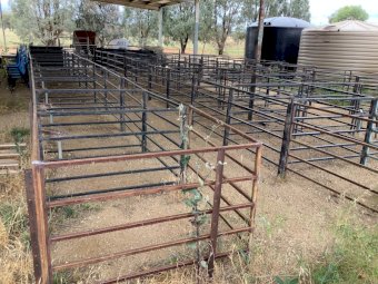 Sheep Pens x 46