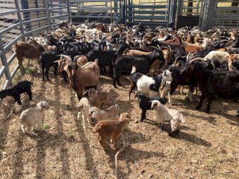 250 x Rangeland Goats