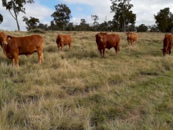 22 Droughtmaster heifers ( AV Weight 450kg)