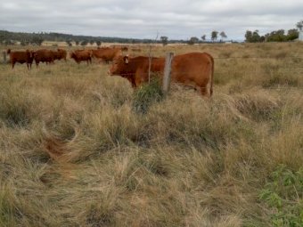 22 Droughtmaster heifers ( AV Weight 450kg)