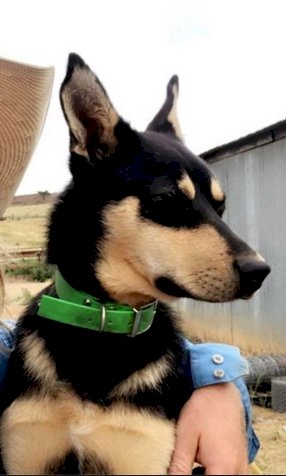 Working Kelpie