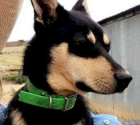 Working Kelpie