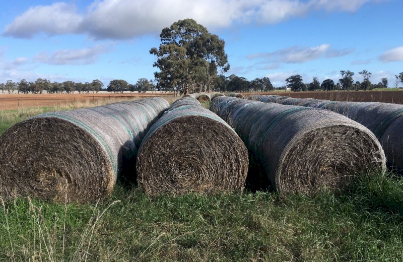 350 Oats and Rye Hay Rolls baled in 2020
