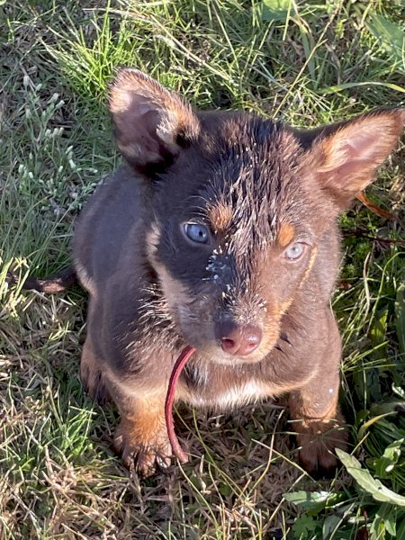 Kelpie Pups For Sale