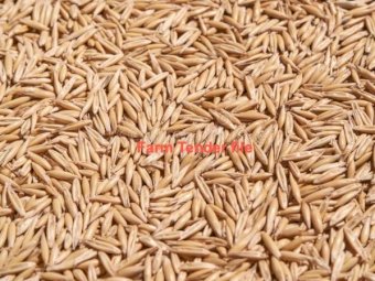 100 mt Yallara Oats