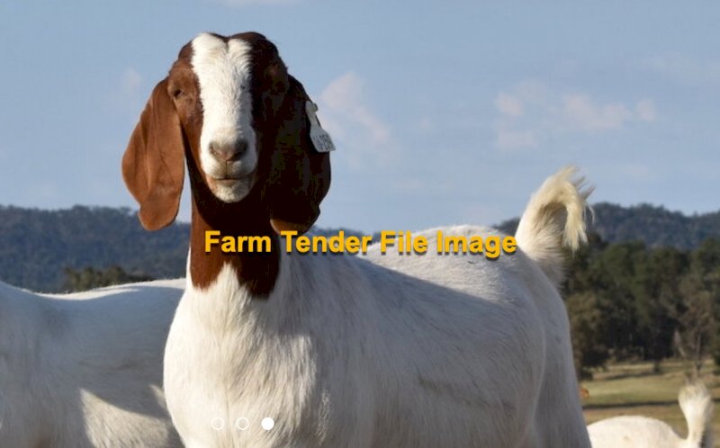 Wanted Male Boer Goat