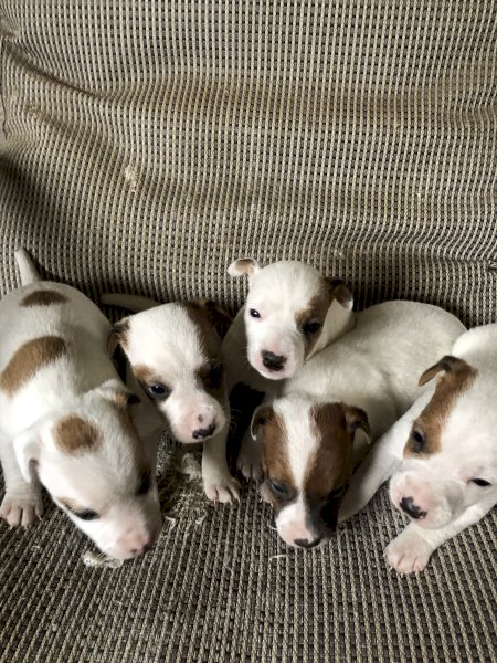 Jack Russell Pups
