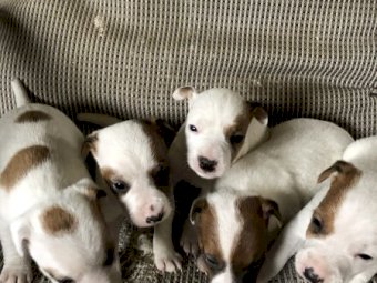 Jack Russell Pups