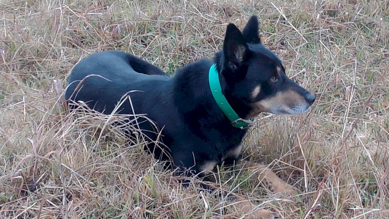 Working Dog - Kelpie