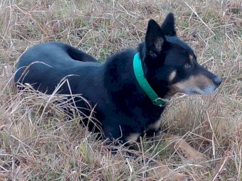 Working Dog - Kelpie