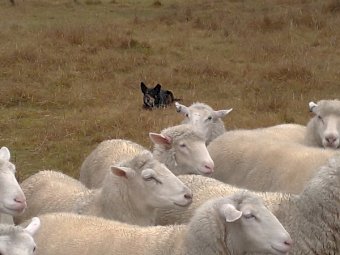 Working Dog - Kelpie