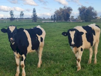 5 x Fresian Steers