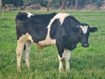 5 x Fresian Steers