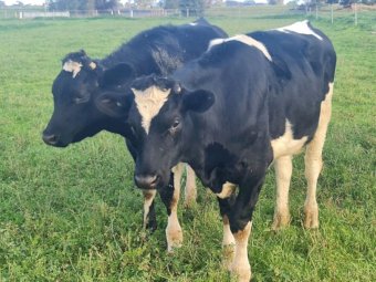 5 x Fresian Steers