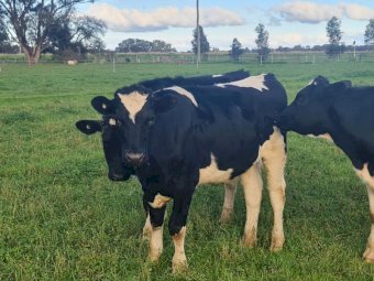 5 x Fresian Steers
