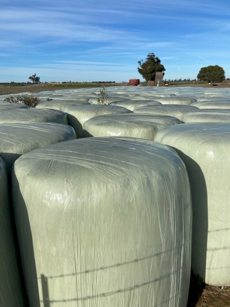 Lucerne Silage Rounds