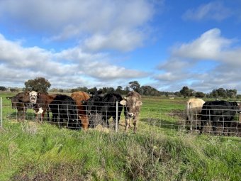 14 x Mixed Heifers & Steers