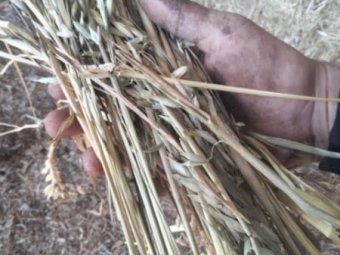 25mt Oaten Hay 8x4x3 Bales