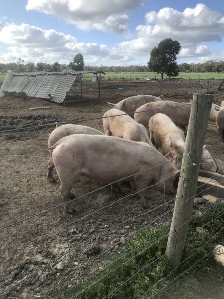 Mixed Age Sows