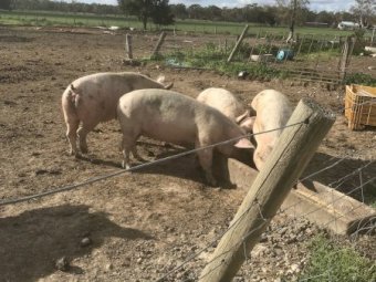Mixed Age Sows