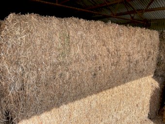 65mt approx. Vetch Hay 550kg 8x4x3 Bales