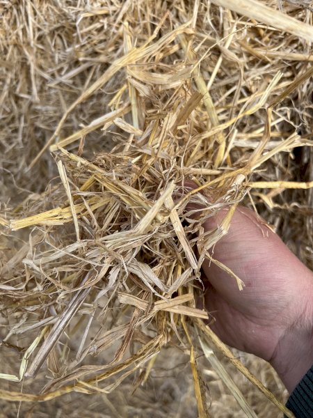 75m/t Barley Straw