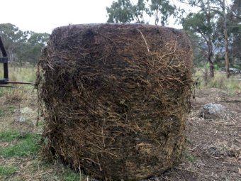 100 x 4x4 Round Bales Lucerne Silage