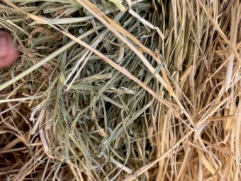 Rhodes Grass Hay Chopped Weaner Quality