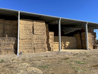 Rhodes Grass Hay Chopped Weaner Quality