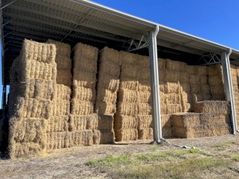 Rhodes Grass Hay Chopped Weaner Quality