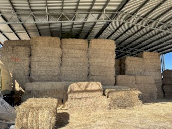 Rhodes Grass Hay Chopped Weaner Quality