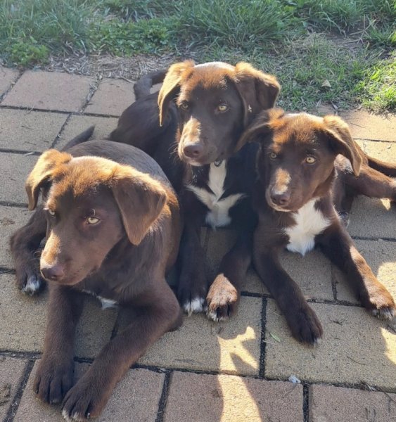 7 x Border Collie Lab Cross pups